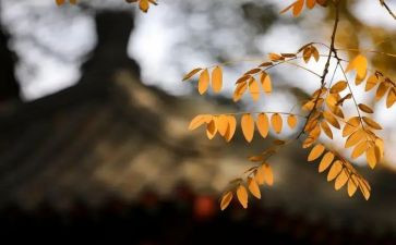 微风作文600字8篇