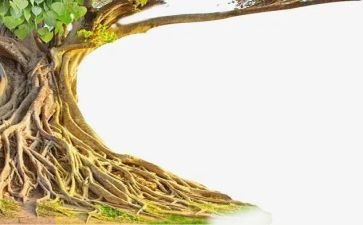 中国我的根作文优质6篇