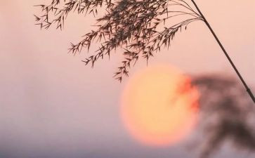 骆驼祥子24读后感最新8篇