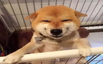 的笑声作文优质6篇