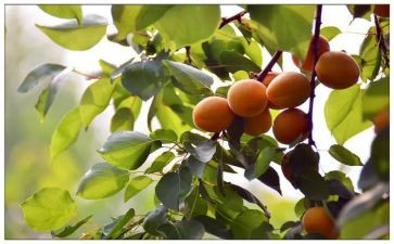 银杏树的作文模板7篇