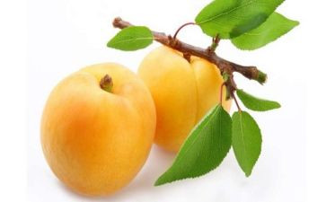 银杏树的作文通用6篇