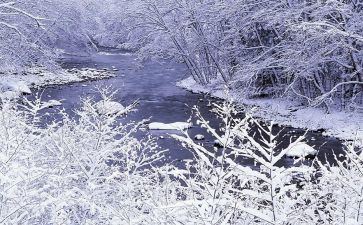 雪读后感300字优质7篇