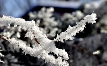 咏雪教案5篇