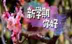 本学期教师工作计划推荐8篇