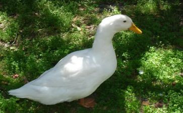 小鸭找朋友的教案模板7篇