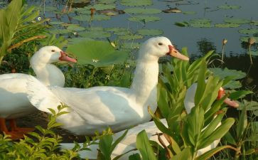 丑小鸭写读后感的作文7篇