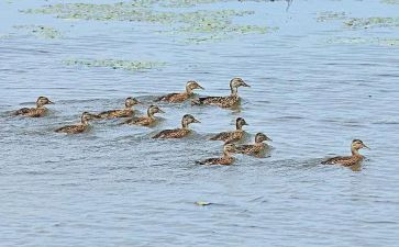 野鸭子的读后感5篇