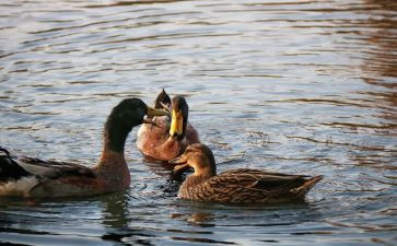 野鸭子的读后感推荐8篇