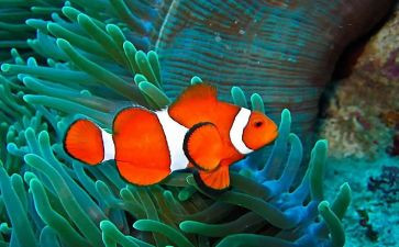 生物鱼教学反思优质6篇