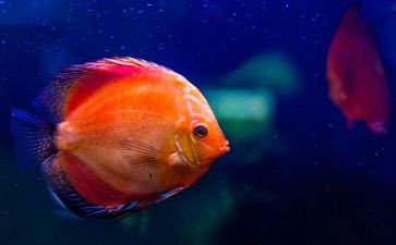 大班关于鱼的教案推荐5篇