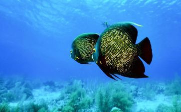 小班《小鱼游》教案8篇