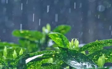 雨水节气教案8篇