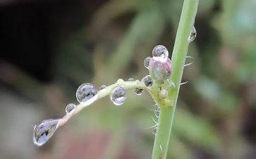 音乐《大雨小雨》教案7篇