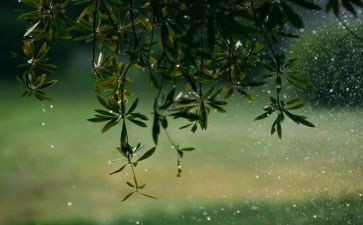 雨读后感100字优质7篇