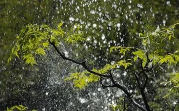 雨给我带来快乐作文精选6篇