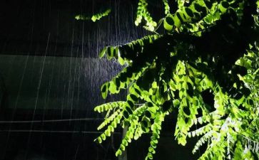 水果雨小班语言教案6篇