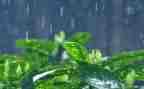 水果雨小班语言教案模板8篇