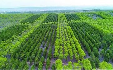 关于植树造林的演讲稿6篇