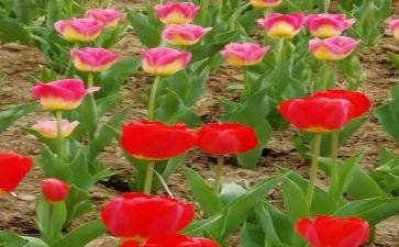 生命真精彩作文推荐6篇