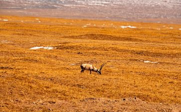 我追寻的……作文优质7篇
