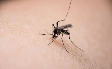 打蚊子作文最新5篇