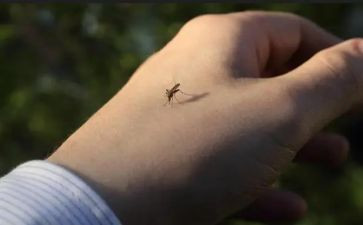 蚊子作文推荐5篇