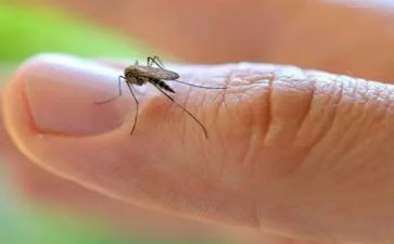 防蚊子教案5篇
