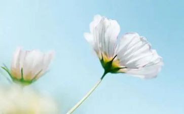 《做最好的老师》心得参考8篇